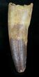 Large Spinosaurus Tooth - Monster Meat-Eater #28134-1